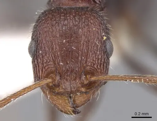 Tetramorium asetyum specimen CASENT0901247 image casent0901247_2