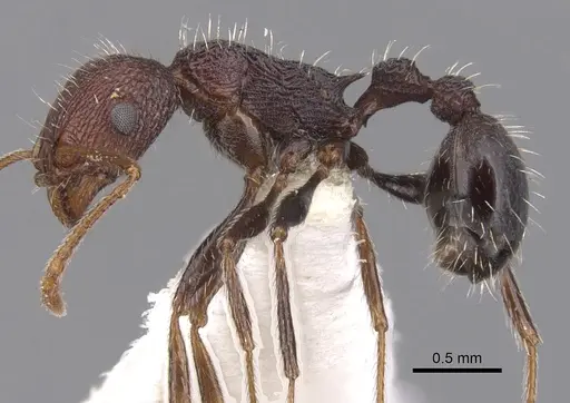 Tetramorium asetyum specimen CASENT0901247 image casent0901247_3