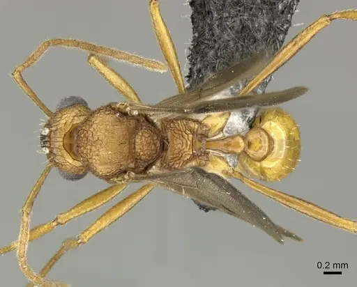 Tetramorium aspersum specimen CASENT0199967 image casent0199967_1