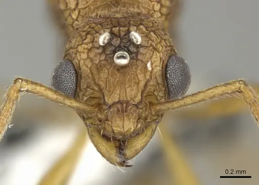 Tetramorium aspersum specimen CASENT0199967 image casent0199967_2