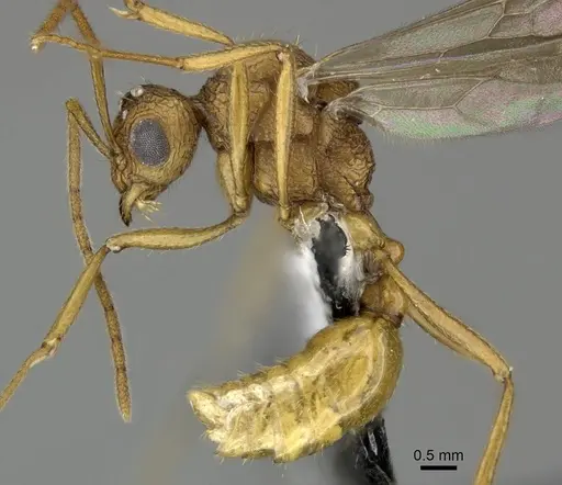Tetramorium aspersum specimen CASENT0199967 image casent0199967_3