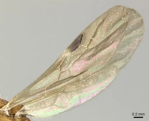 Tetramorium aspersum specimen CASENT0199967 image casent0199967_4