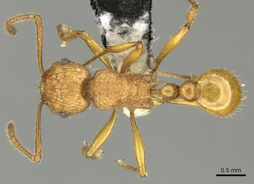 Tetramorium aspersum specimen CASENT0199980 image casent0199980_1