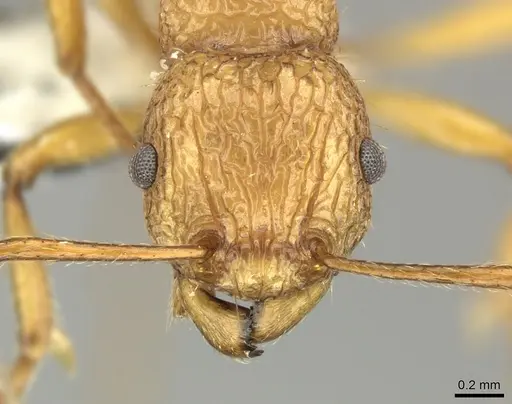 Tetramorium aspersum specimen CASENT0199980 image casent0199980_2