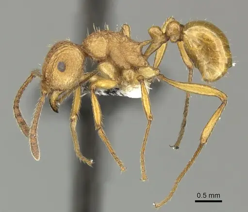 Tetramorium aspersum specimen CASENT0199980 image casent0199980_3