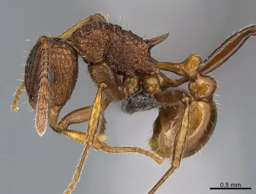 Tetramorium aspersum specimen CASENT0267047 image casent0267047_1