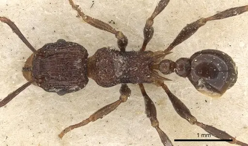 Tetramorium aspersum specimen CASENT0901112 image casent0901112_1