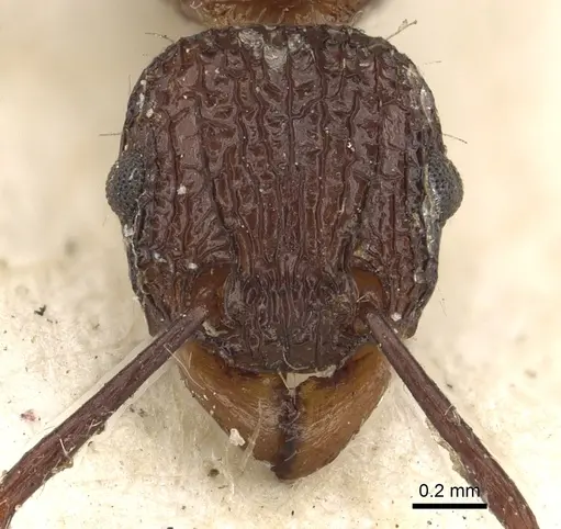Tetramorium aspersum specimen CASENT0901112 image casent0901112_2