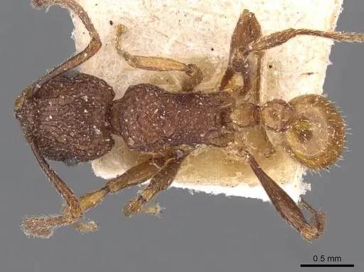 Tetramorium aspersum specimen CASENT0909186 image casent0909186_1
