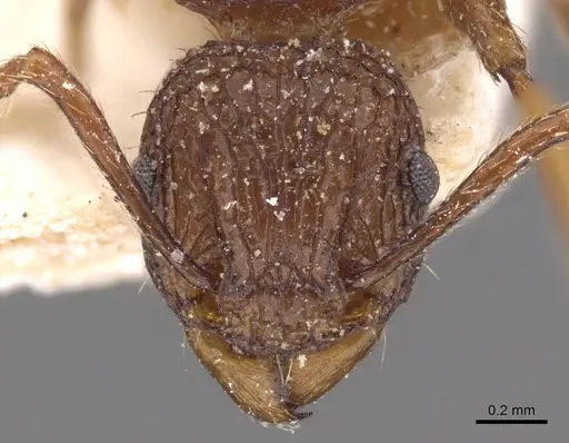 Tetramorium aspersum specimen CASENT0909186 image casent0909186_2