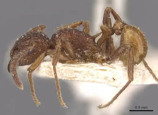 Tetramorium aspersum specimen CASENT0909186 image casent0909186_3
