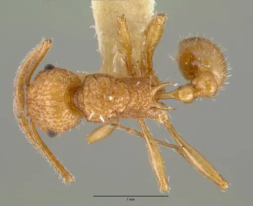 Tetramorium aspersum specimen CASTYPE12628 image castype12628_1