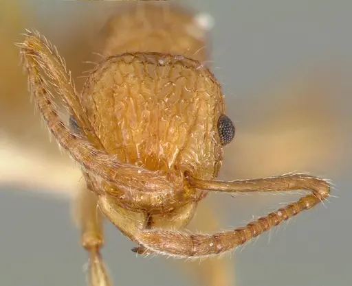 Tetramorium aspersum specimen CASTYPE12628 image castype12628_2