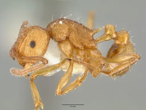 Tetramorium aspersum specimen CASTYPE12628 image castype12628_3
