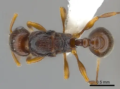 Tetramorium aspis specimen CASENT0189122 image casent0189122_1