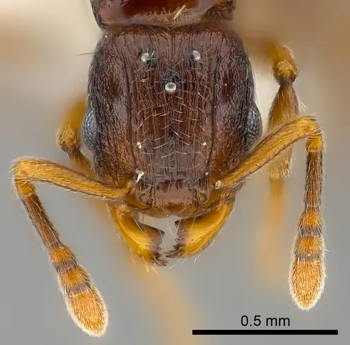 Tetramorium aspis specimen CASENT0189122 image casent0189122_2