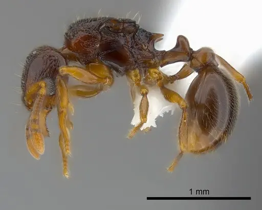 Tetramorium aspis specimen CASENT0189122 image casent0189122_3
