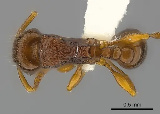 Tetramorium aspis specimen CASENT0189170 image casent0189170_1