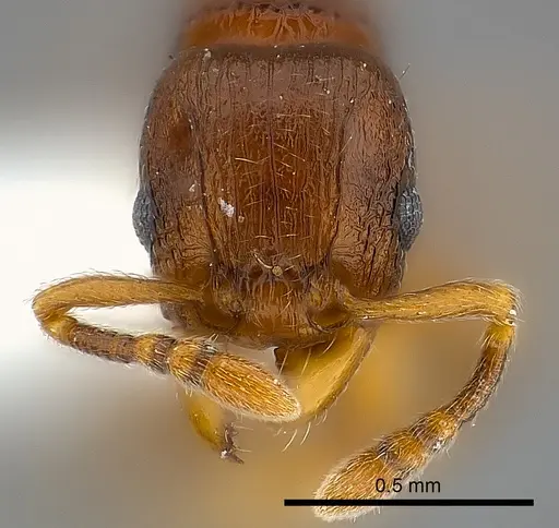 Tetramorium aspis specimen CASENT0189170 image casent0189170_2
