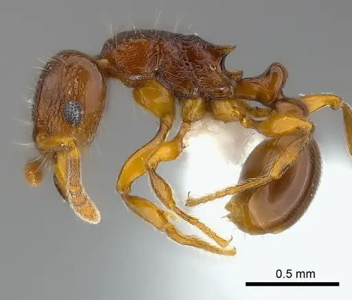 Tetramorium aspis specimen CASENT0189170 image casent0189170_3