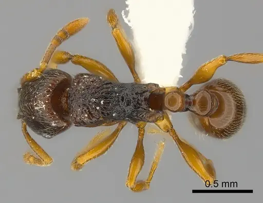 Tetramorium aspis specimen CASENT0217756 image casent0217756_1
