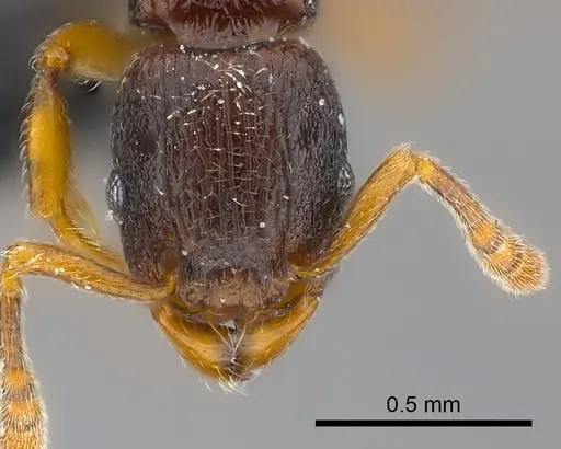 Tetramorium aspis specimen CASENT0217756 image casent0217756_2