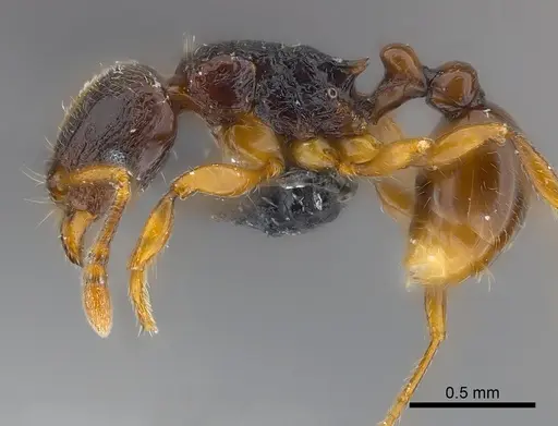 Tetramorium aspis specimen CASENT0217756 image casent0217756_3