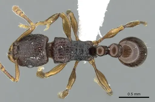 Tetramorium aspis specimen CASENT0344940 image casent0344940_1