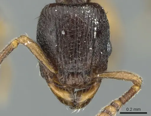 Tetramorium aspis specimen CASENT0344940 image casent0344940_2