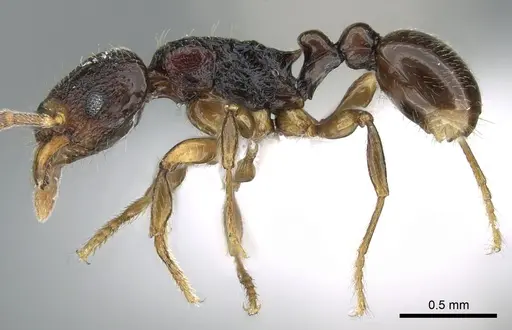 Tetramorium aspis specimen CASENT0344940 image casent0344940_3