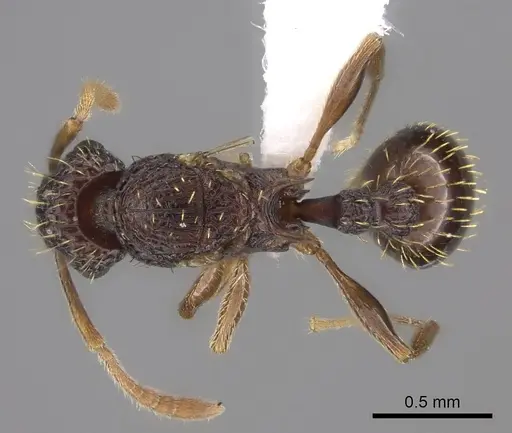 Tetramorium ataxium specimen CASENT0413314 image casent0413314_1