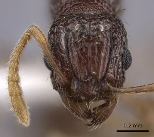 Tetramorium ataxium specimen CASENT0413314 image casent0413314_2