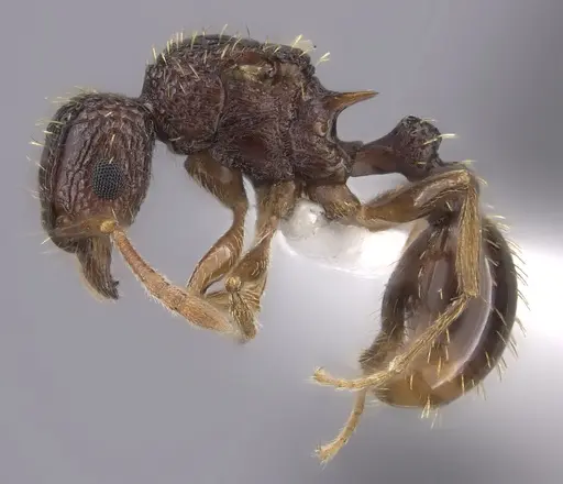 Tetramorium ataxium specimen CASENT0413314 image casent0413314_3