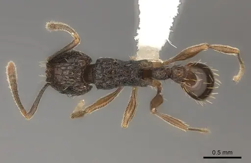 Tetramorium ataxium specimen CASENT0425685 image casent0425685_1