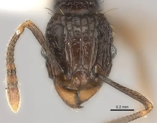 Tetramorium ataxium specimen CASENT0425685 image casent0425685_2