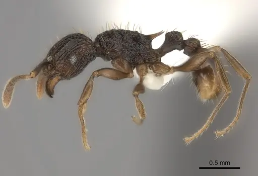 Tetramorium ataxium specimen CASENT0425685 image casent0425685_3