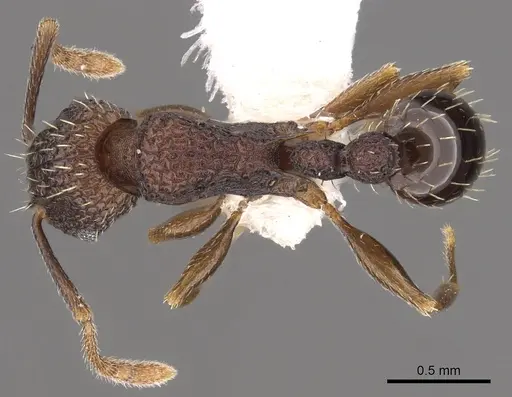 Tetramorium ataxium specimen CASENT0901197 image casent0901197_1