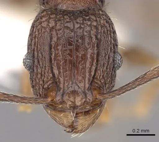 Tetramorium ataxium specimen CASENT0901197 image casent0901197_2