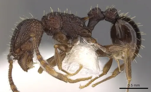 Tetramorium ataxium specimen CASENT0901197 image casent0901197_3