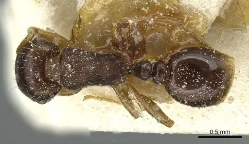 Tetramorium atlante specimen CASENT0915045 image casent0915045_1