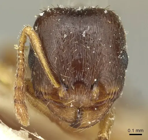 Tetramorium atlante specimen CASENT0915045 image casent0915045_2