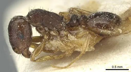 Tetramorium atlante specimen CASENT0915045 image casent0915045_3