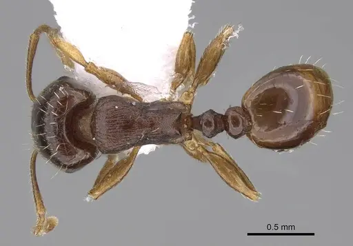 Tetramorium atlante specimen CASENT0922707 image casent0922707_1