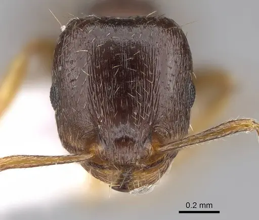 Tetramorium atlante specimen CASENT0922707 image casent0922707_2