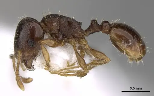 Tetramorium atlante specimen CASENT0922707 image casent0922707_3