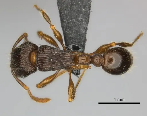 Tetramorium avaratra specimen CASENT0044360 image casent0044360_1