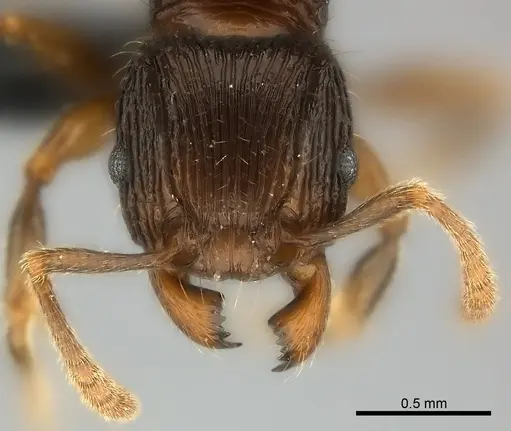 Tetramorium avaratra specimen CASENT0044360 image casent0044360_2