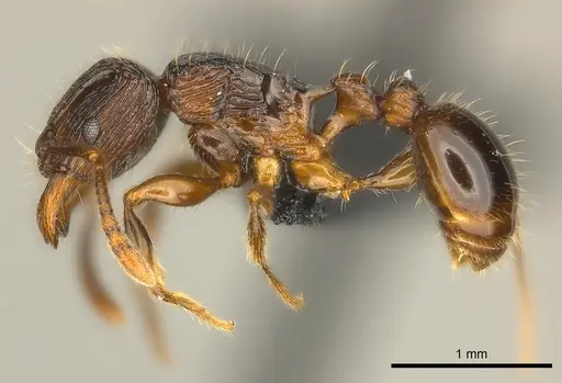 Tetramorium avaratra specimen CASENT0044360 image casent0044360_3