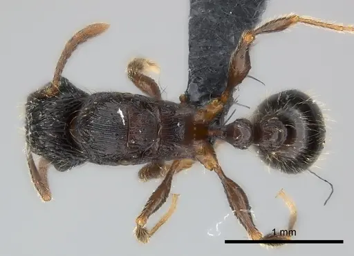 Tetramorium avaratra specimen CASENT0044387 image casent0044387_1