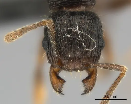 Tetramorium avaratra specimen CASENT0044387 image casent0044387_2